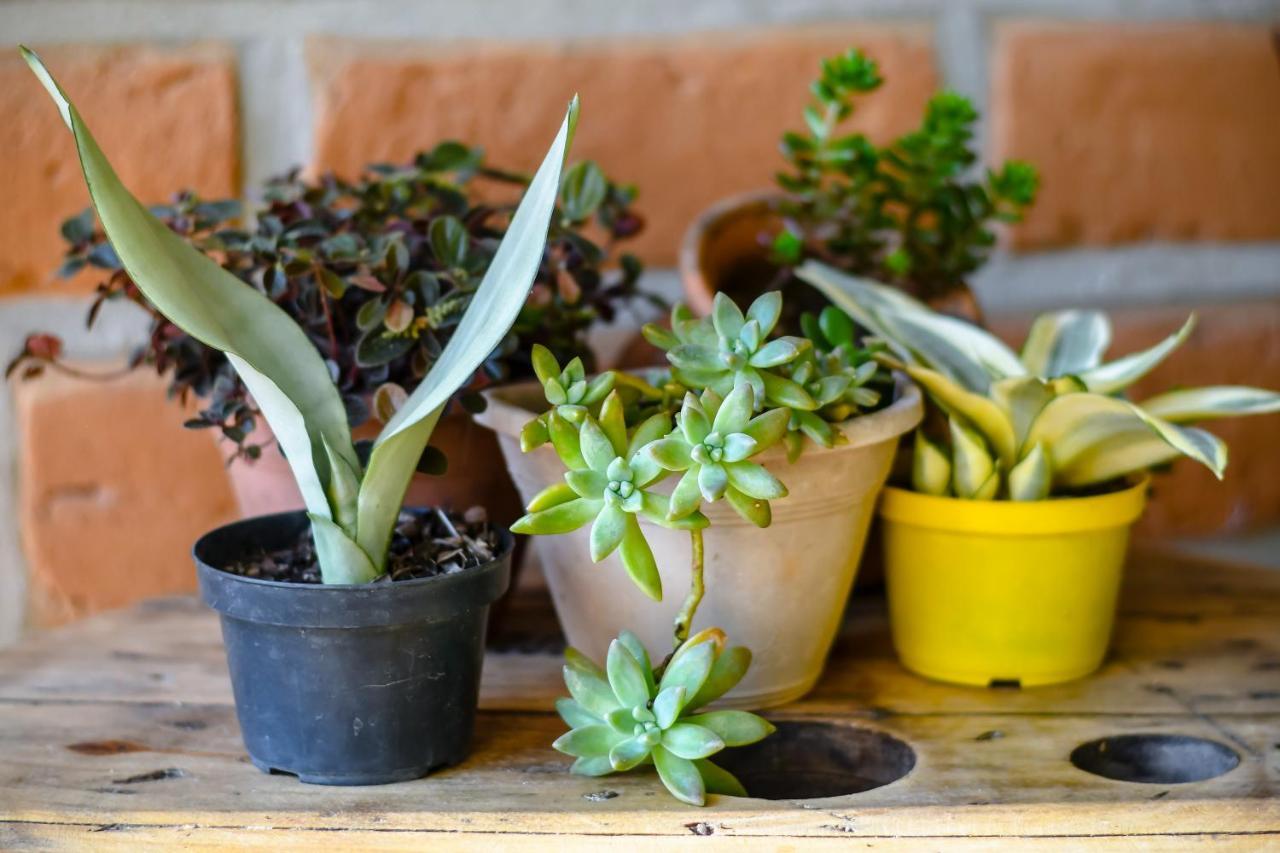 Chale Sossego E Casa Flora Villa Alto Paraiso de Goias Ngoại thất bức ảnh
